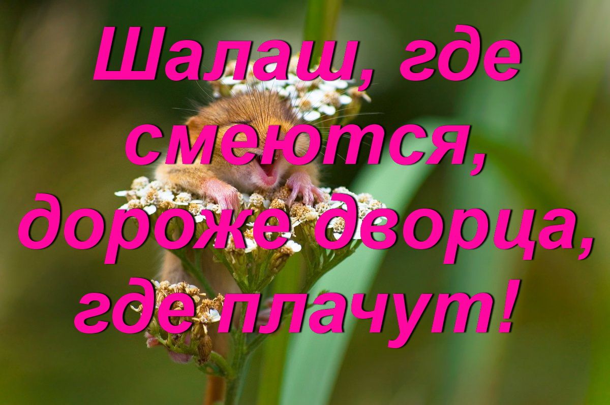 до арча гдЁЪплачут