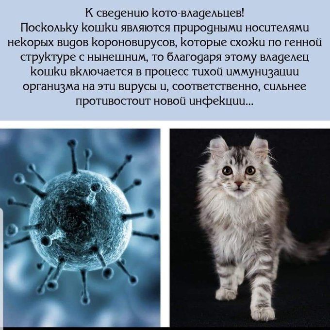 К све9ению Коте ВАазеАьцев ПосКольКу КошКи ЯВАЯЮТСЯ прироэными носитеями неКорых вызов Короновирусов Которые схоЖи по геннои струКтуре с нынешним то бдагоуаря этому вда9едеи КошКи вКАючается в процесс тихои иммунизации организма на эти вирусы и соответственно сиАьнее противостоит новой инфеКиии