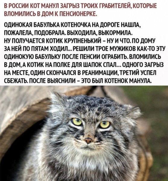 В РОССИИ КОТ МАНУП ЗАГРЫЗ ТРОИХ ГРАБИТЕЛЕЙКОТОРЬЕ ВЛОМИЛИСЬ В дОМ К ПЕНСИОНЕРКЕ ОДИНОКАЯ БАБУЛЬКА КОТЕНОЧКА НА дОРОГЕ НАШЛА ПОЖАЛЕЛА ПОдОБРАЛА ВЫХОДИЛА ВЫКОРМИЛА НУ ПОЛУЧАЕТСЯ КОТИК КРУПНЕНЬКИЙ НУ И ЧТО ПО дОМУ ЗА НЕЙ ПО ПЛТАМ ХОДИЛ РЕШИЛИ ТРОЕ МУЖИКОВ КАК ТО ЭТУ ОДИНОКУЮ БАБУЛЬКУ ПОСЛЕ ПЕНСИИ ОГРАБИТЬ ВЛОМИЛИСЬ В д0МА КОТИК НА ПОЛКЕ дЛЯ ШАПОК ПАЛ ОДНОГО ЗАГРЫЗ НА МЕСТЕ ОДИН ЕКОНЧАЛСЯ В РЕАНИМАЦИИ