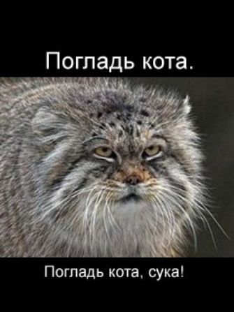 Погладь кота Погладь кота сука