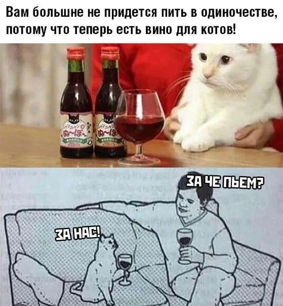 Вам большие не придется пить в одиночестве потому что теперь есть вино для котов т_