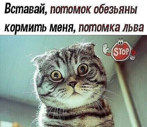 Вставай потомок обезьяны кормить меня потмка льва