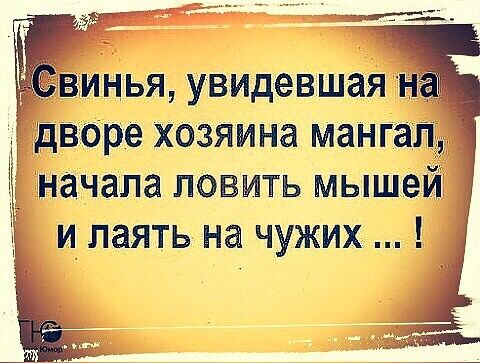 дворе хозяина мангал Ё начала ловить мышей Ё и лаять на чужих