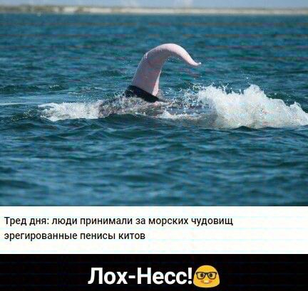 Тред дня люди принимали за морских чудовищ зрегирпваниые пенисы китов
