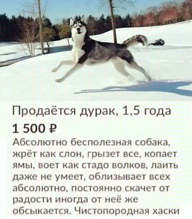 Продаётся дурак 15 года 1500 Абсолютно бесполезная собака жрёт как слон грызет все копает ямы воет как стадо волков лаить даже не умеет облизывает всех абсолютно постоянно скачет от радости иногда от неё же обсыкается Чистопородная хаски
