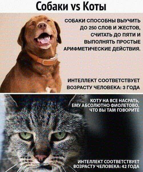 Собаки чз Коты СОБАКИ СПОСОЕНЫ ВЫУЧИТЬ ДО 250 СЛОВ И ЖЕСТОБ СЧИТАТЬ до ПЯТИ И ВЫПОЛНЯТЬ ПРОСТЫЕ АРИФМЕГИЧЕСКИЕ дЕЙСТВИП ИНТЕЛЛ ЕКТ СООТВПОТВУЕТ БОЗРАСТУ ЧЕЛОВЕКА 3 ГОДА КОТУ НА ЕСЕ НАСРАТЬ ЕМУАБСОЛЮТНО ФИОЛЕТОВО ЧТО ВЫ ТАМ ГОВОР ИНТЕЛЛЕКТ соотвпствуы ВОЗРАСТУ ЧЕЛОВЕКА 42 ГОДА _