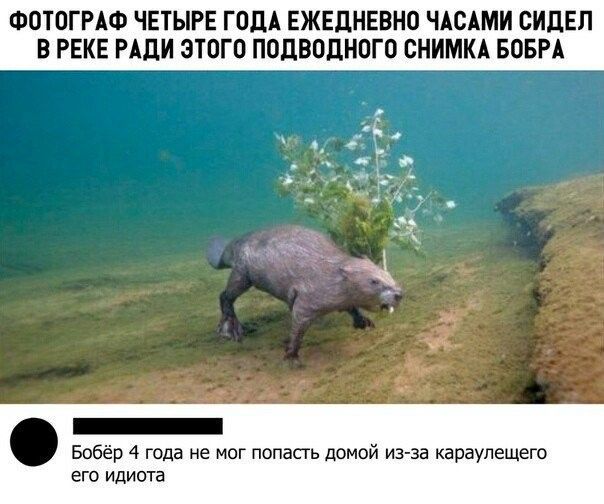 ФОТОГРАФ ЧЕТЫРЕ ГОДА ЕЖЕДНЕВНО ЧАСАМИ СИДЕП В РЕКЕ РАДИ ЭТОГО ПОДВОДНОГО СНИМКА БОБРА _ Бобёр 4 года не мог попасть домой из за караулещего его идиота
