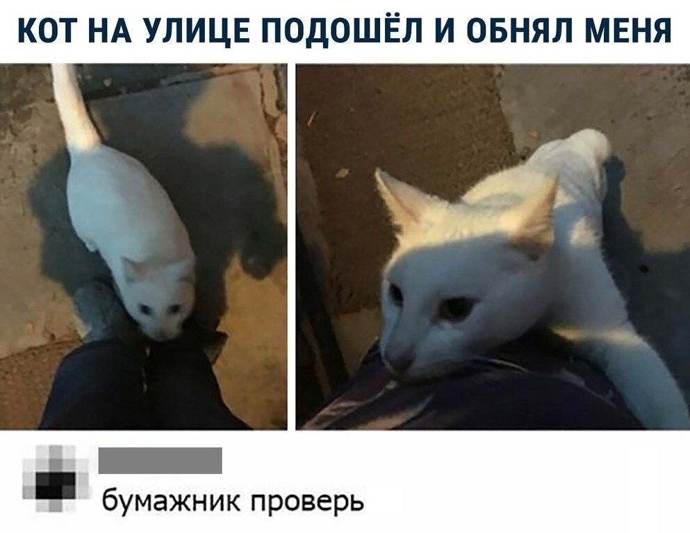 КОТ НА УЛИЦЕ ПОДОШЁЛ И ОБНЯЛ МЕНЯ бумажник проверь