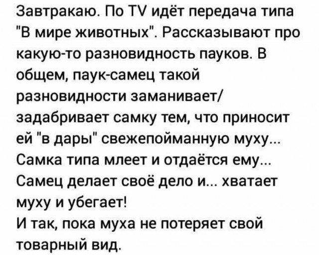 Завтракаю По Т идёт передача типа В мире животных Рассказывают про какуюто разновидность пауков В общем паук самец такой разновидности заманивает задабривает самку тем что приносит ей в дары свежепойманную муху Самка типа млеет и отдаётся ему Самец делает своё дело и хватает муху и убегает И так пока муха не потеряет свой товарный вид