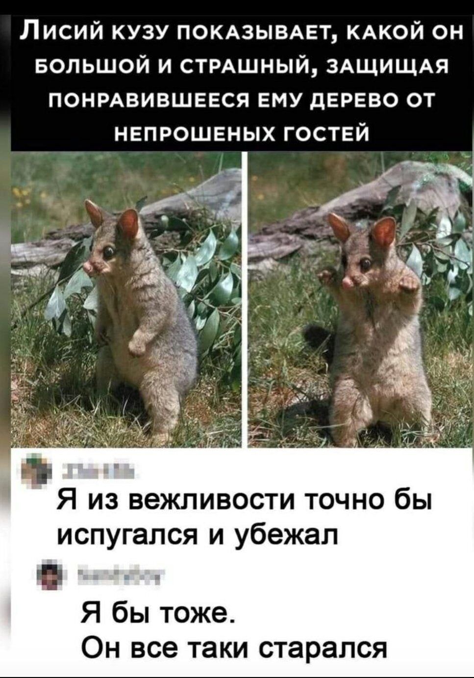 Лисий кузу ПОКАЗЫВАЕТ КАКОЙ он БОЛЬШОЙ и СТРАШНЫЙ ЗАЩИЩАЯ понмвившевся ему дерево от непрошеных гоствй Я из вежливости точно бы испугался и убежал Я бы тоже Он все таки старался