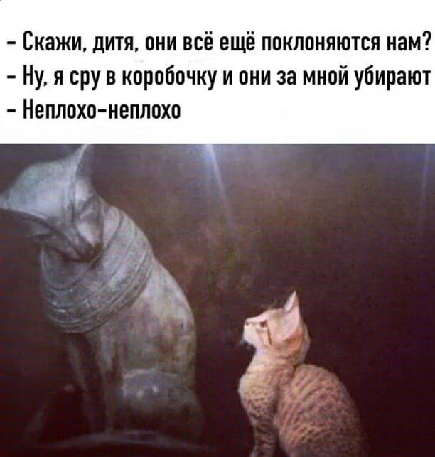 Скажи дитя они всё ещё поклоняются нам Ну я сру в коробочку и они за мной убирают Неплохо неплохо