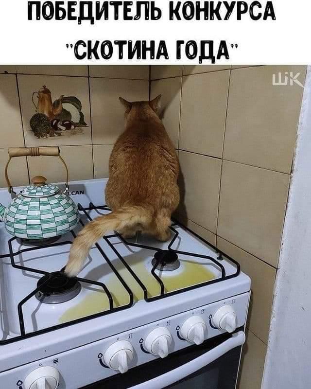 ПОБЕДИТЕЛЬ КОНКУРСА СКОТИНА ГОДА 11