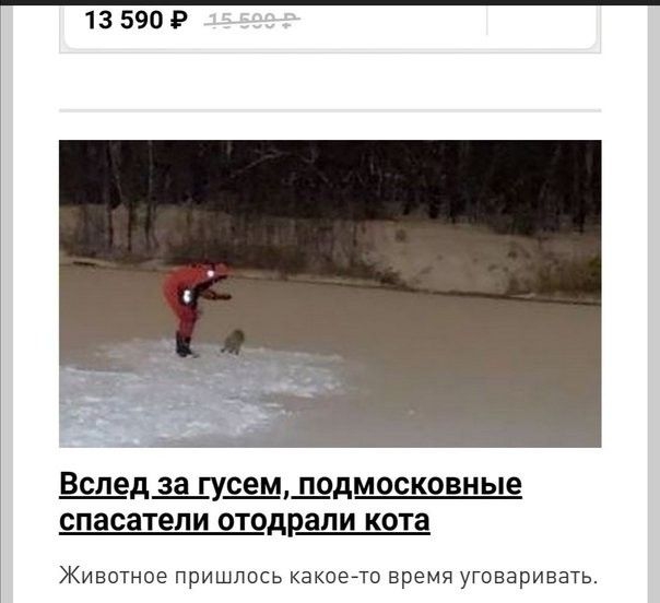 13 5909 Вслед за гусем щдмосковные спасатели отодрали кота Животное пришлось какоейто время уГовариваТЬ