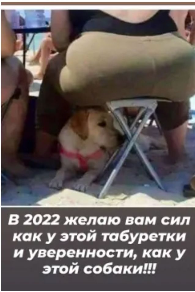 В 2022 желаю вам сил как у этой табуретки и уверенности как у этой собаки