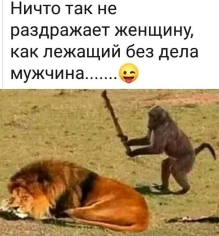 Ничто так не раздражает женщину как лежащий без дела МУЖЧИНЭ _