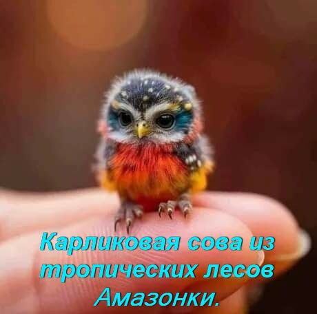 й А Мазонки