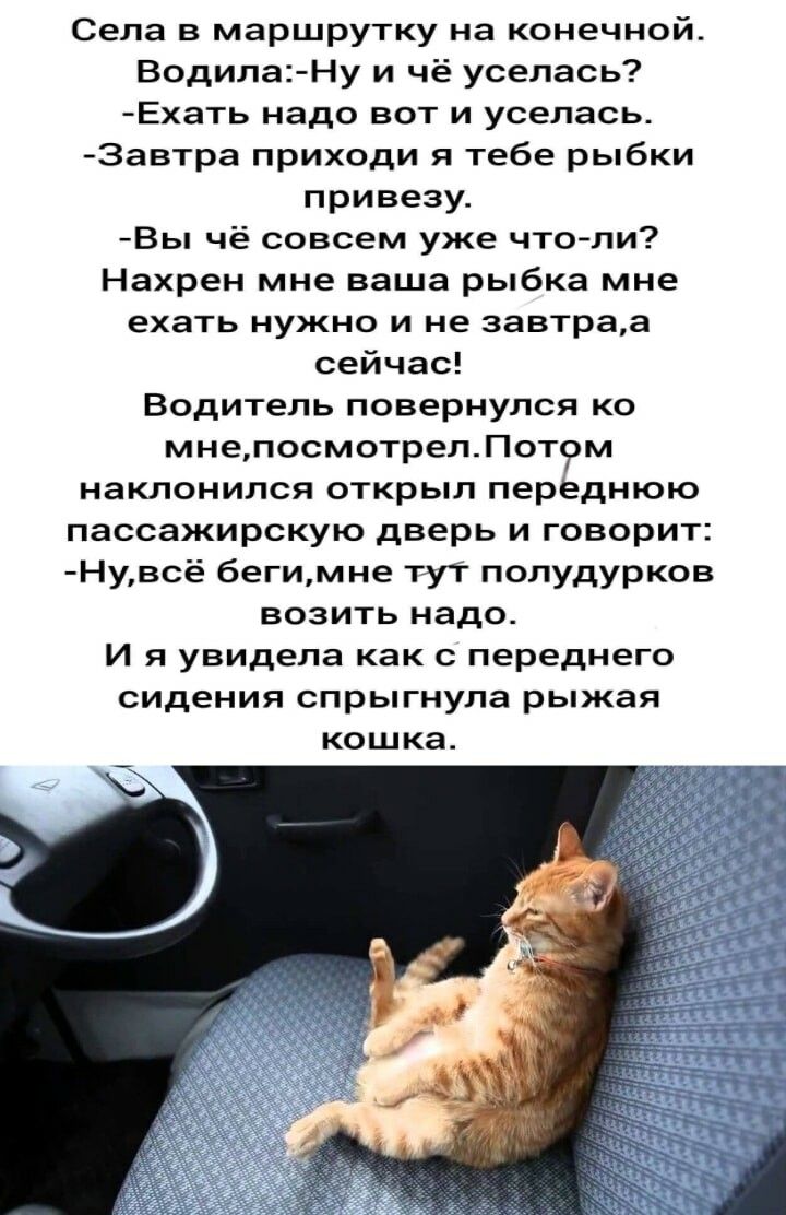 Села в маршрутку на конечной Водилаэну и чё уселась Ехать надо вот и уселась 3автра приходи я тебе рыбки привезу Бы чё совсем уже чтоли Нахрен мне наша рыбка мне ехать нужно и не завтраа сейчас Водитель повернулся ко мнепосмотрелПот9м наклонился открыл переднюю пассажирскую дверь и говорит Нувсё бегимне тут попудурков возить надо И я увидела как с переднего сидения спрыгнула рыжая кошка