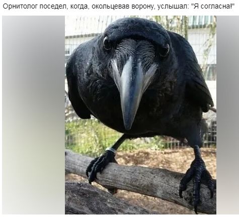 Орнитолог поседел когда околь