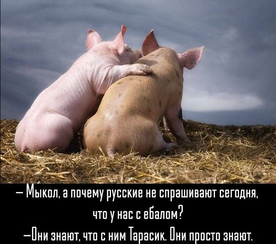 ыкпп а ппчему русские не спрашивают свгслия чтп у нас с вБалпм Пии знают чтп с ним Тэнсик Пни ппстп знают