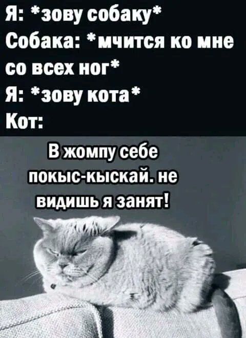 я зову собаку Собака ичится ко ине со всех иог я зову кота Кот В жомпу себе покыскыскай не видишь я занят