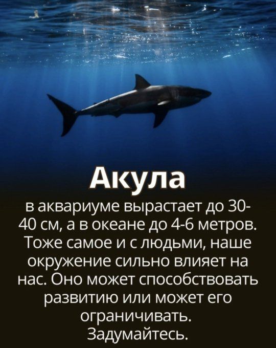 Акула в аквариуме вырастает до 30 40 см а в океане до 4 6 метров Тоже самое и с людьми наше окружение сильно влияет на нас Оно может способствовать развитию или может его ограничивать Задумайтесь