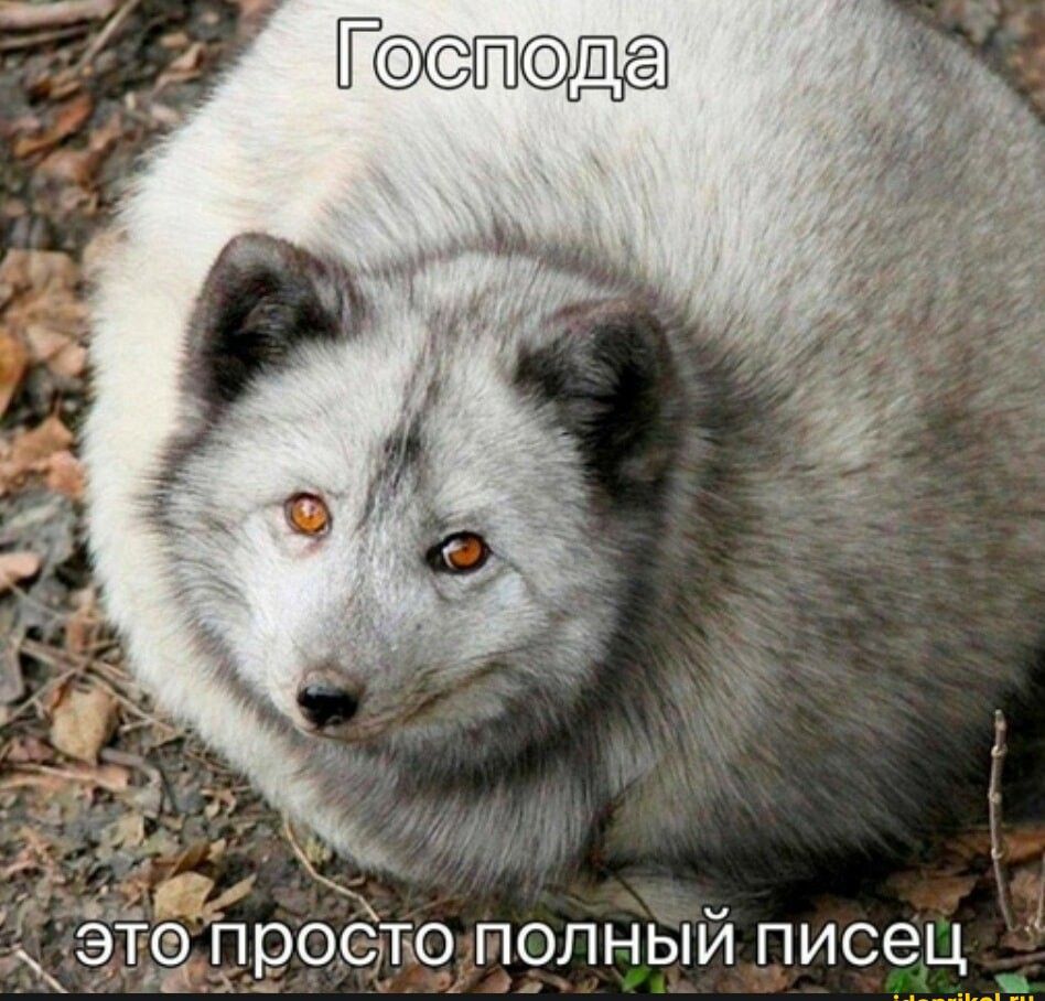 то Просто попный писец ч