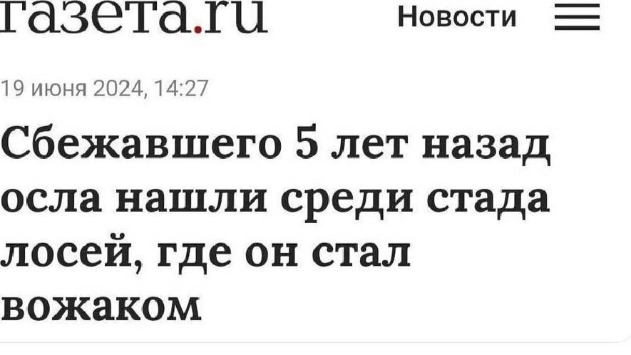 ГдЗЭТдЖЦ Новости ИЧНН 7074 И 7 сбежавшего 5 лет назад осла нашли среди стада лосей где он стал вожаком