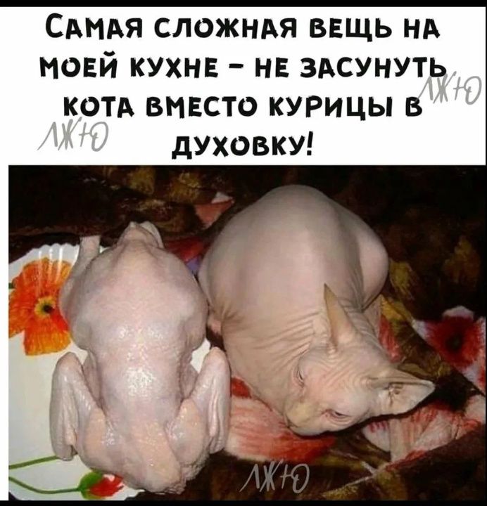 САМАЯ СЛОЖНАЯ ВЕЩЬ НА МОЕЙ КУХНЕ НЕ ЗАСУНУТЬ КОТА ВМЕСТО КУРИЦЫ В ДУХОВКУ