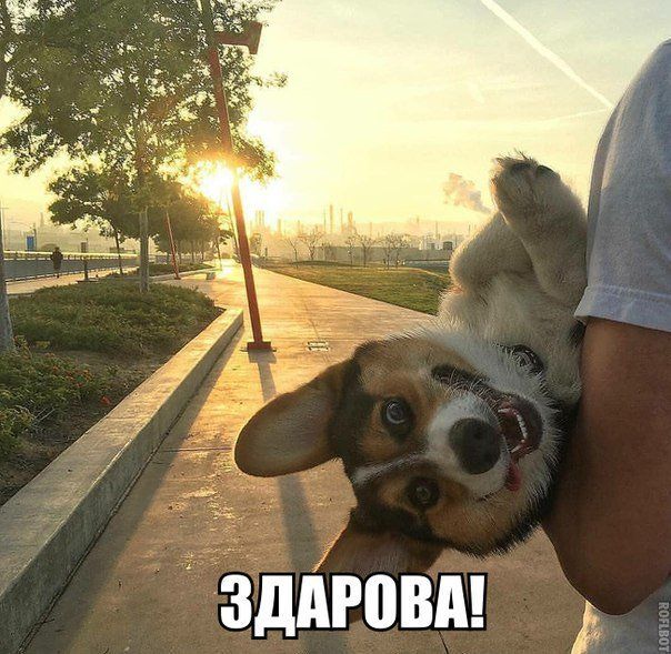 ЗДАРОВА