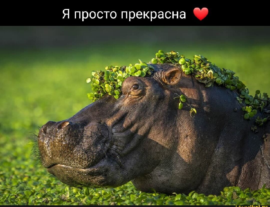 Я просто прекрасна