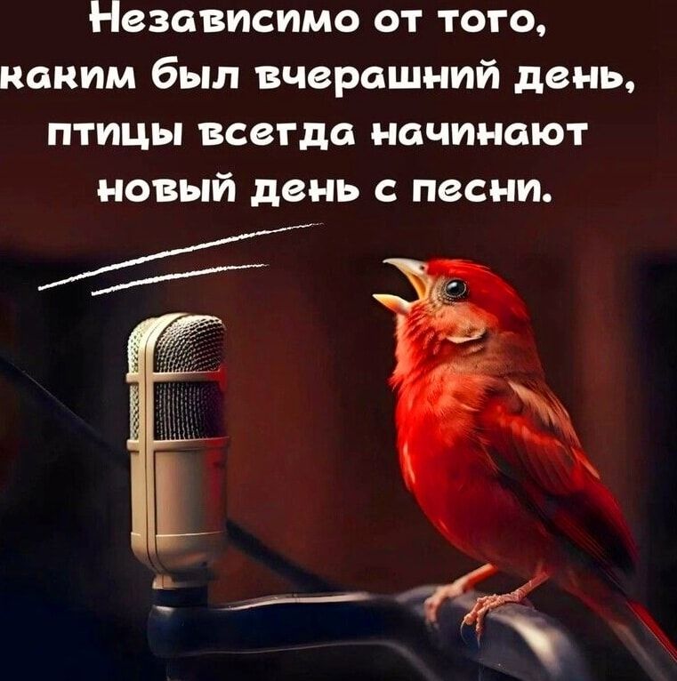 Независимо от того каким был вчерашний день птицы всегда начинают новый день с песни