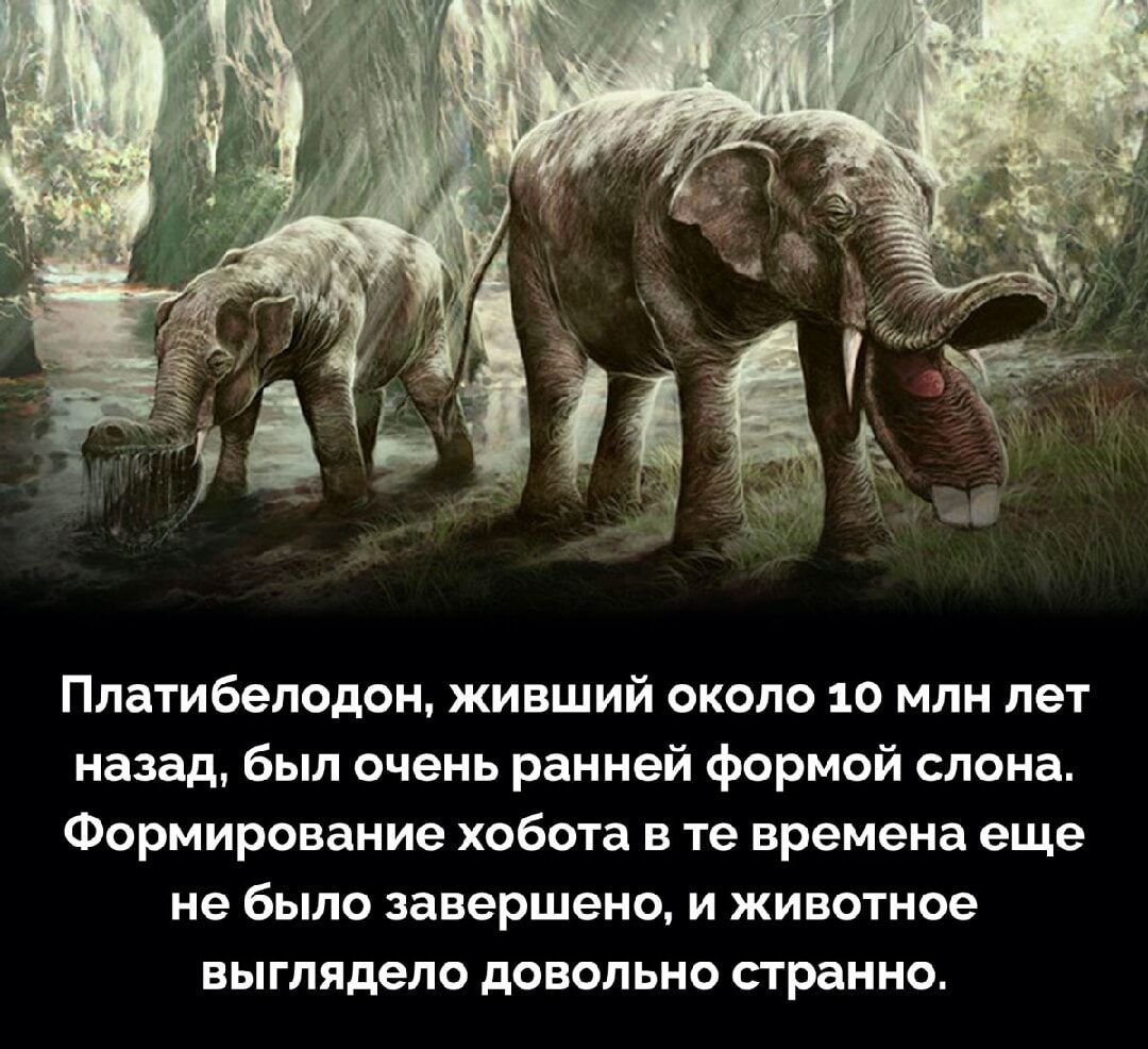 Платибелодон живший около 10 млн лет назад был очень ранней формой слона Формирование хобота в те времена еще не было завершено и животное выглядело довольно странно