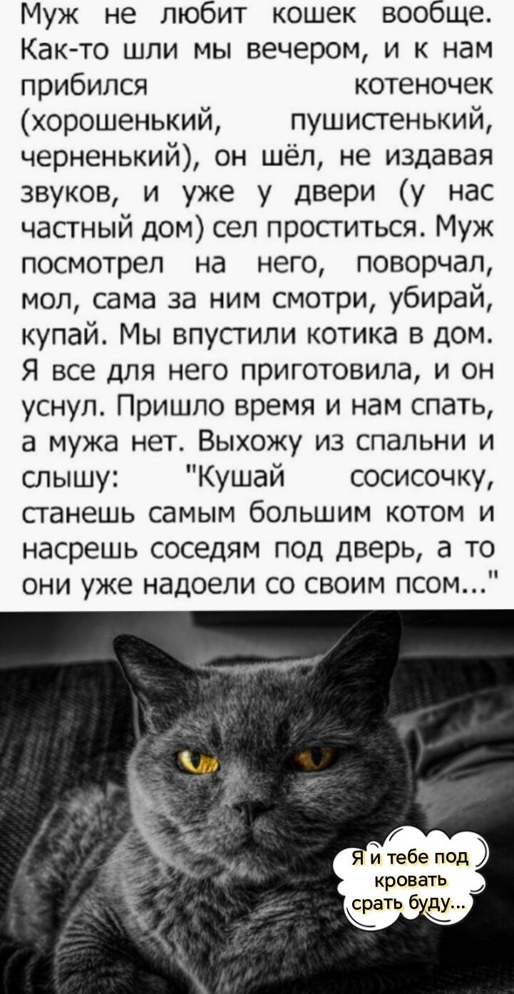 Муж не любит кошек вообще Как то шли мы вечером и к нам прибился котеночек хорошенький пушистенький черненький он шёл не издавая звуков и уже у двери у нас частный дом сел проститься Муж посмотрел на него поворчал мол сама за ним смотри убирай купай Мы впустили котика в дом Я все для него приготовила и он уснул Пришло время и нам спать а мужа нет В