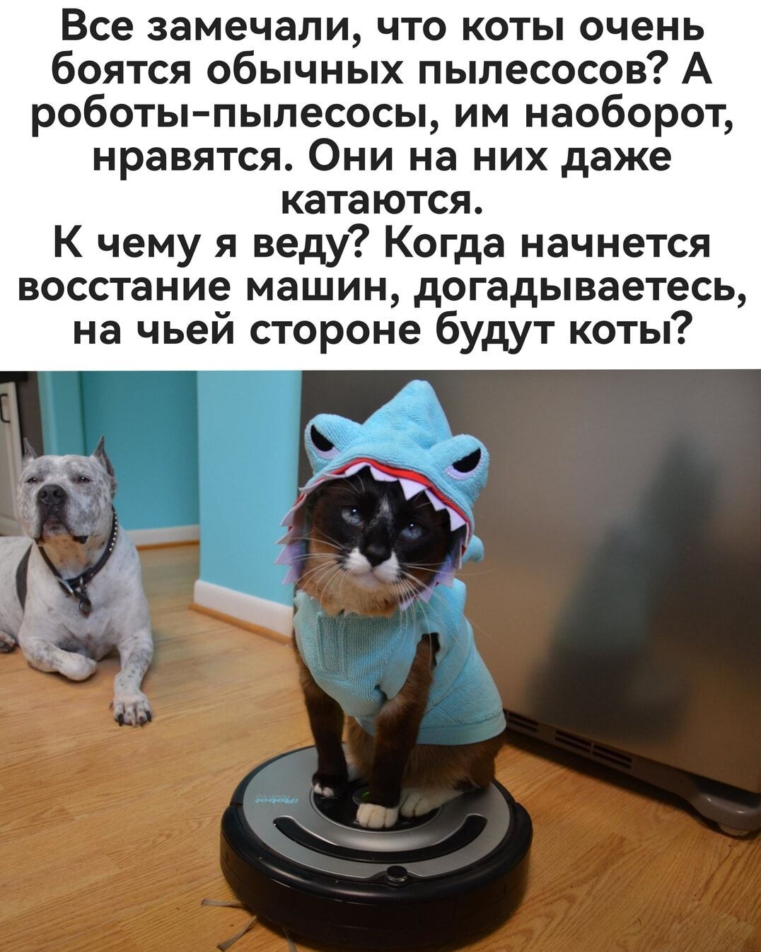 Все замечали что коты очень боятся обычных пылесосов А роботы пылесосы им наоборот нравятся Они на них даже катаются К чему я веду Когда начнется восстание машин догадываетесь на чьей стороне будут коты