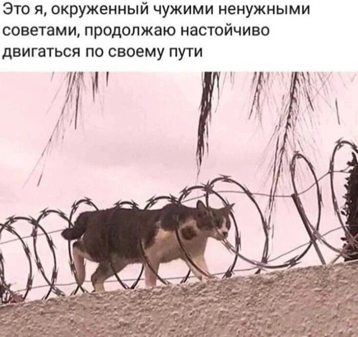 Это я окруженный чужими ненужными советами продолжаю настойчиво двигаться по своему пути 1