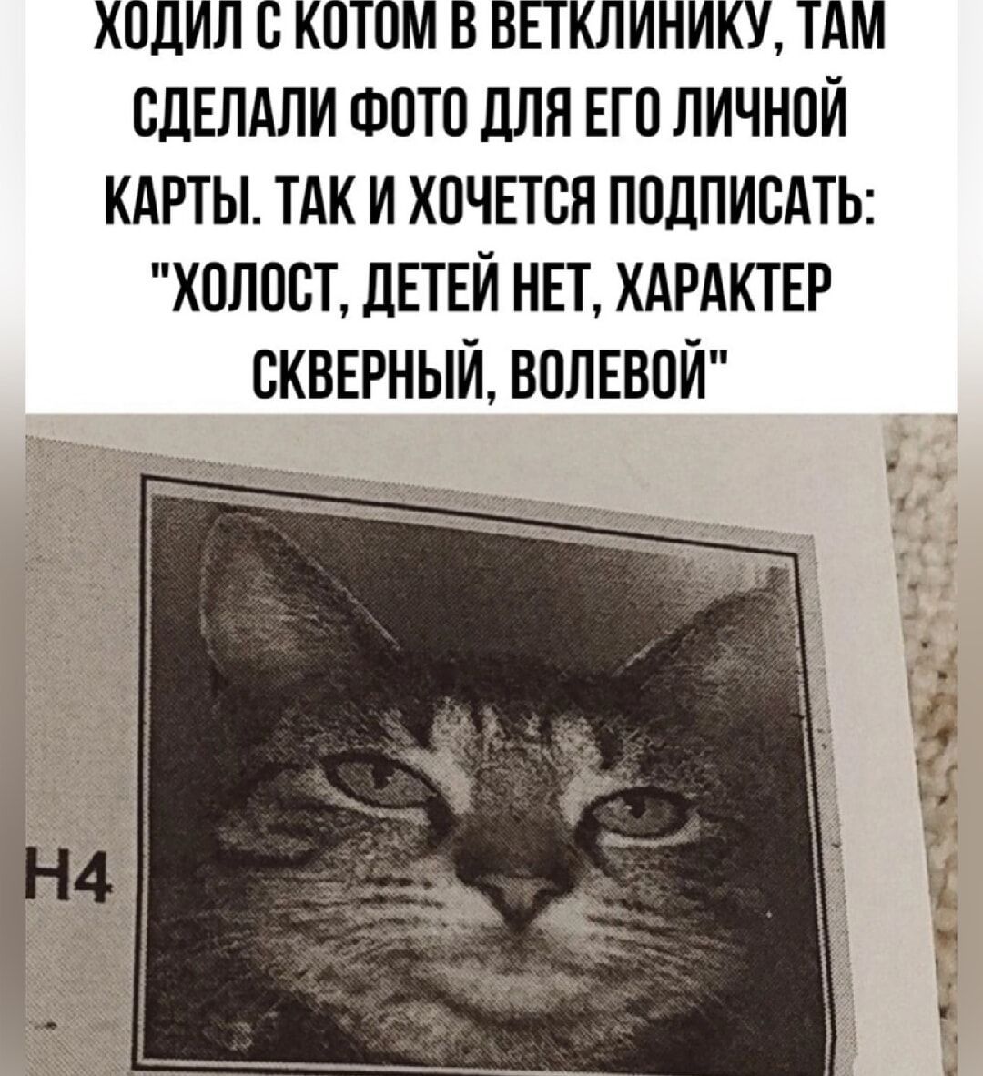 ХОДИЛ С КОТОМ В БЕТКЛИНИКУ ТАМ СДЕЛАЛИ ФОТО ДЛЯ ЕГО ЛИЧНОЙ КАРТЫ ТАК И ХОЧЕТСЯ ПОДПИСАТЬ ХОЛОСТ ДЕТЕЙ НЕТ ХАРАКТЕР СКВЕРНЫЙ ВОЛЕВОЙ