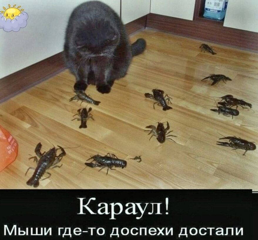 Караул Мыши где то доспехи достали