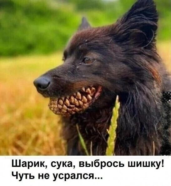 Шарик сука выбрось шишку уть не усрался