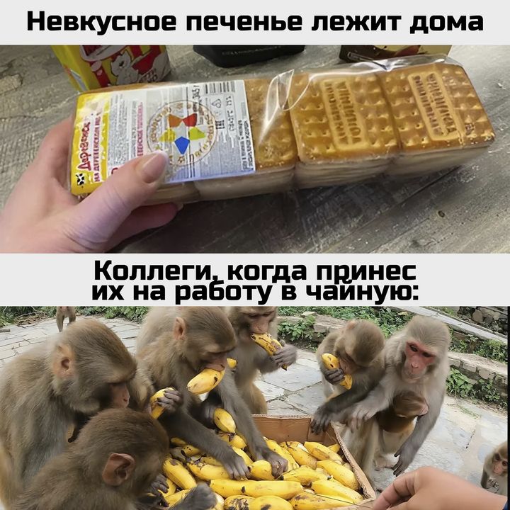 Невкусное печенье лежит дома Коллеги когда НЕС их на работу в чайную _