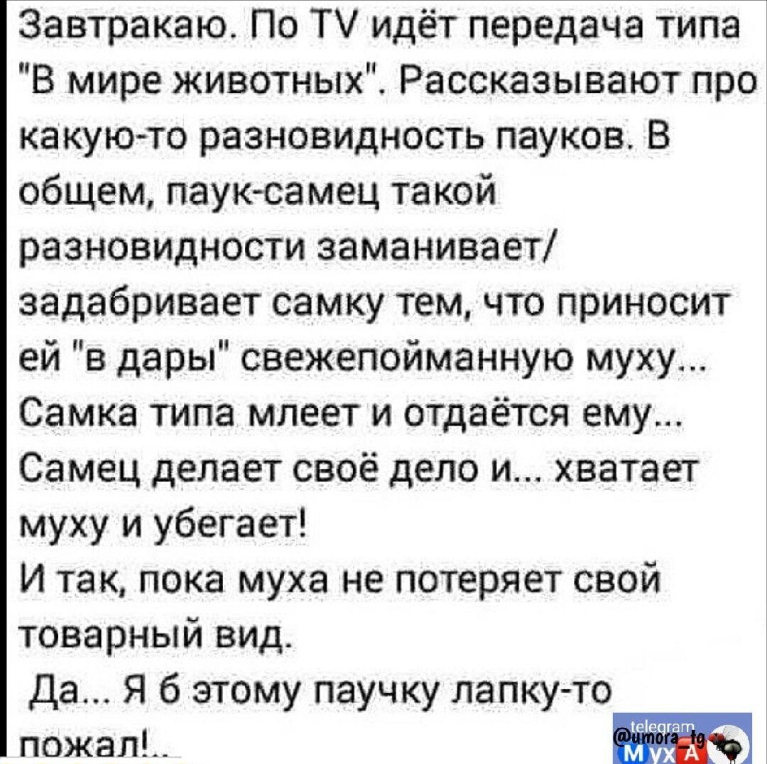 Завтракаю По ТУ идёт передача типа В мире животных Рассказывают про какую то разновидность пауков В общем паук самец такой разновидности заманивает задабривает самку тем что приносит ей в дары свежепойманную муху Самка типа млеет и отдаётся ему Самец делает своё дело и хватает муху и убегает И так пока муха не потеряет свой товарный вид Да Я б этом