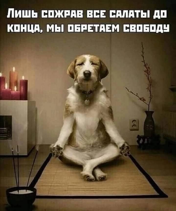 ЛИШЬ СОЖРАВ ВСЕ САЛАТЫ ДО КОНЦА МЫ ОБРЕТАЕМ СВОБОДУ