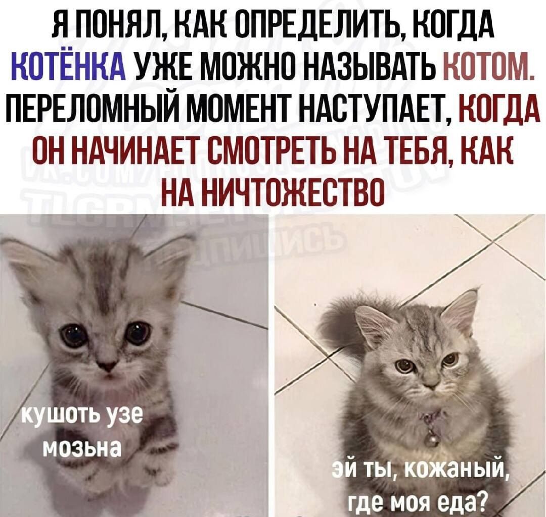 ЯПОНЯЛ КАК ОПРЕДЕЛИТЬ КОГДА КОТЁНКА УЖЕ МОЖНО НАЗЫВАТЬ КОТОМ ПЕРЕЛОМНЫЙ МОМЕНТ НАСТУПАЕТ КОГДА ОН НАЧИНАЕТ СМОТРЕТЬ НА ТЕБЯ КАК НА НИЧТОЖЕСТВО МПЗЬНЗ