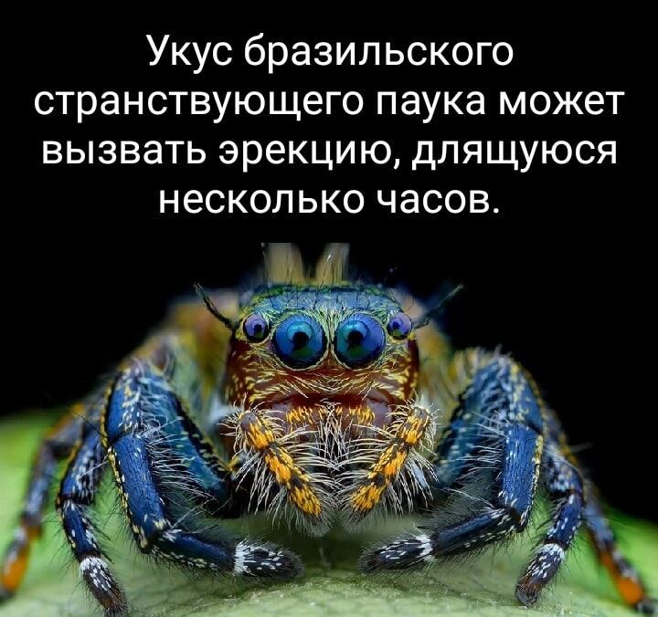 Укус бразильского странствующего паука может вызвать эрекцию длящуюся несколько часов