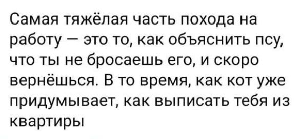 Самая тяжёлая часть похода на работу это то как объяснить псу что ты не бросаешь его и скоро вернёшься В то время как кот уже придумывает как выписать тебя из квартиры