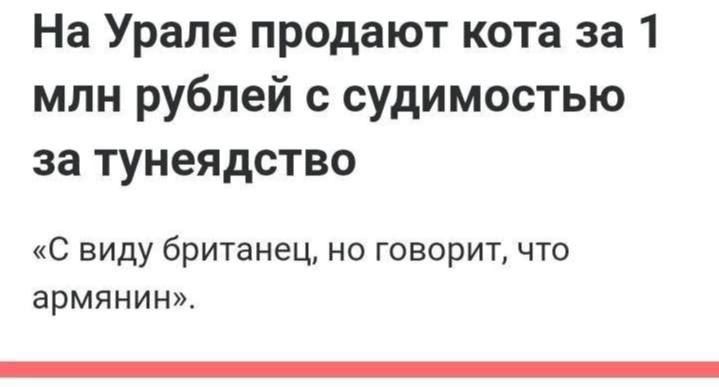 На Урале продают кота за 1 млн рублей с судимостью за тунеядство
«С виду британец, но говорит, что армянин».