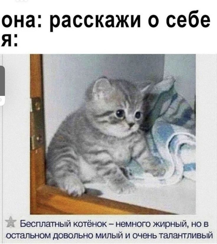 она: расскажи о себе
я:
Бесплатный котенок – немного жирный, но в остальном довольно милый и очень талантливый