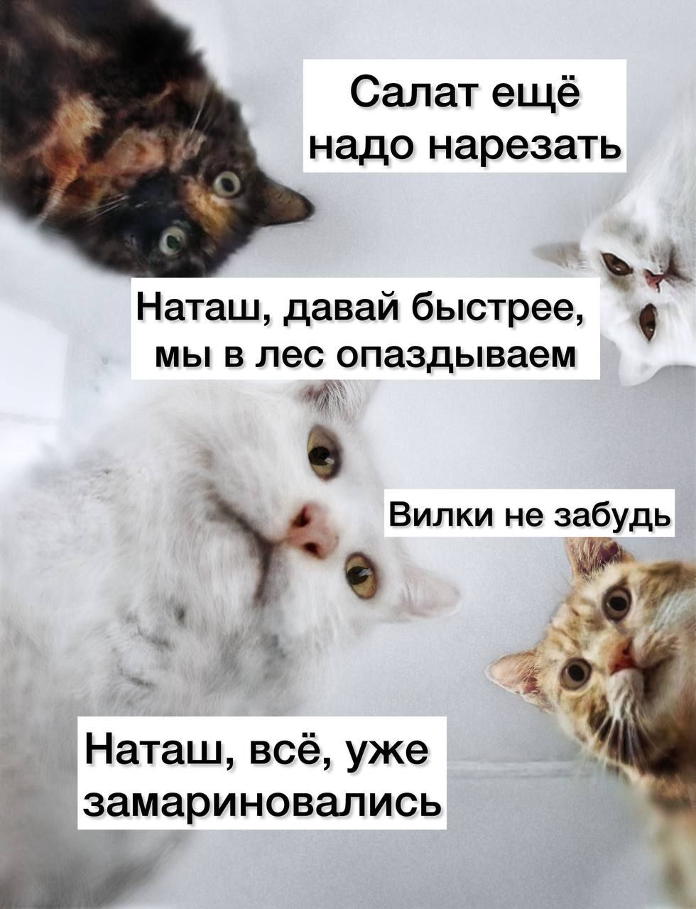 Салат ещё надо нарезать
Наташ, давай быстрее, мы в лес опаздываем
Вилки не забудь
Наташ, всё, уже замариновались
