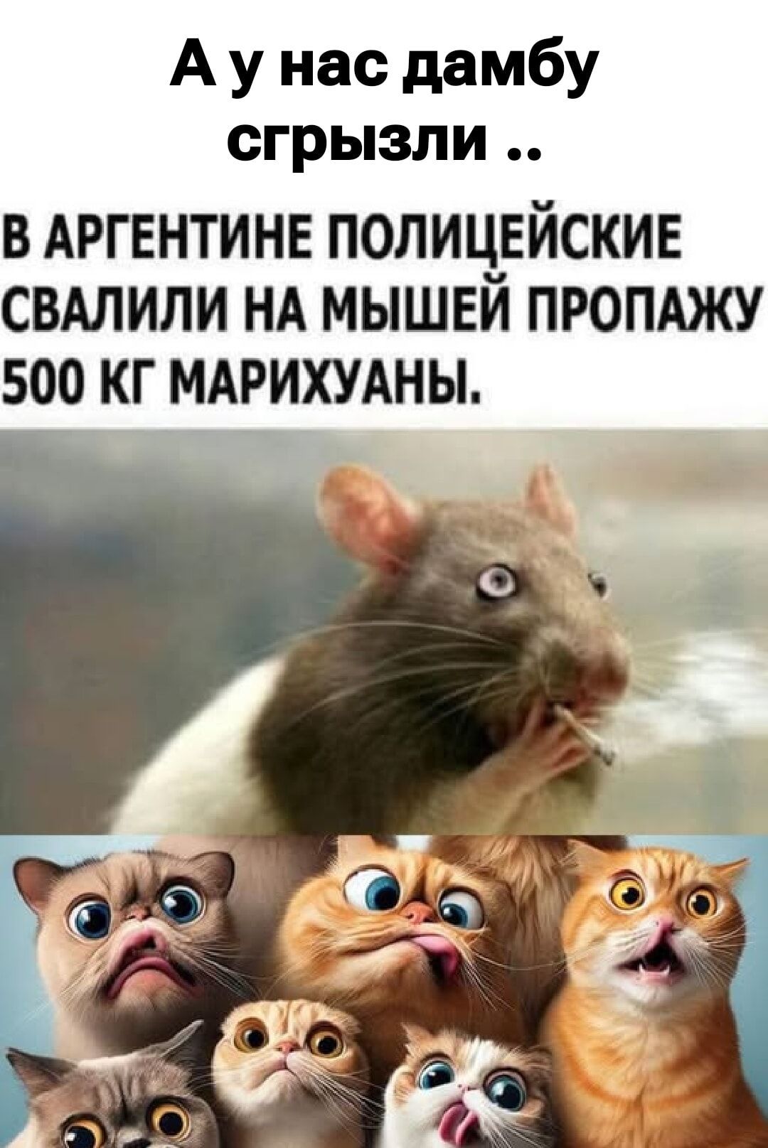 А у нас дамбу сгризли .. В Аргентине полицейские свалили на мышей пропажу 500 кг марихуаны.