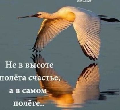 Не в высоте полёта счастье, а в самом полёте..