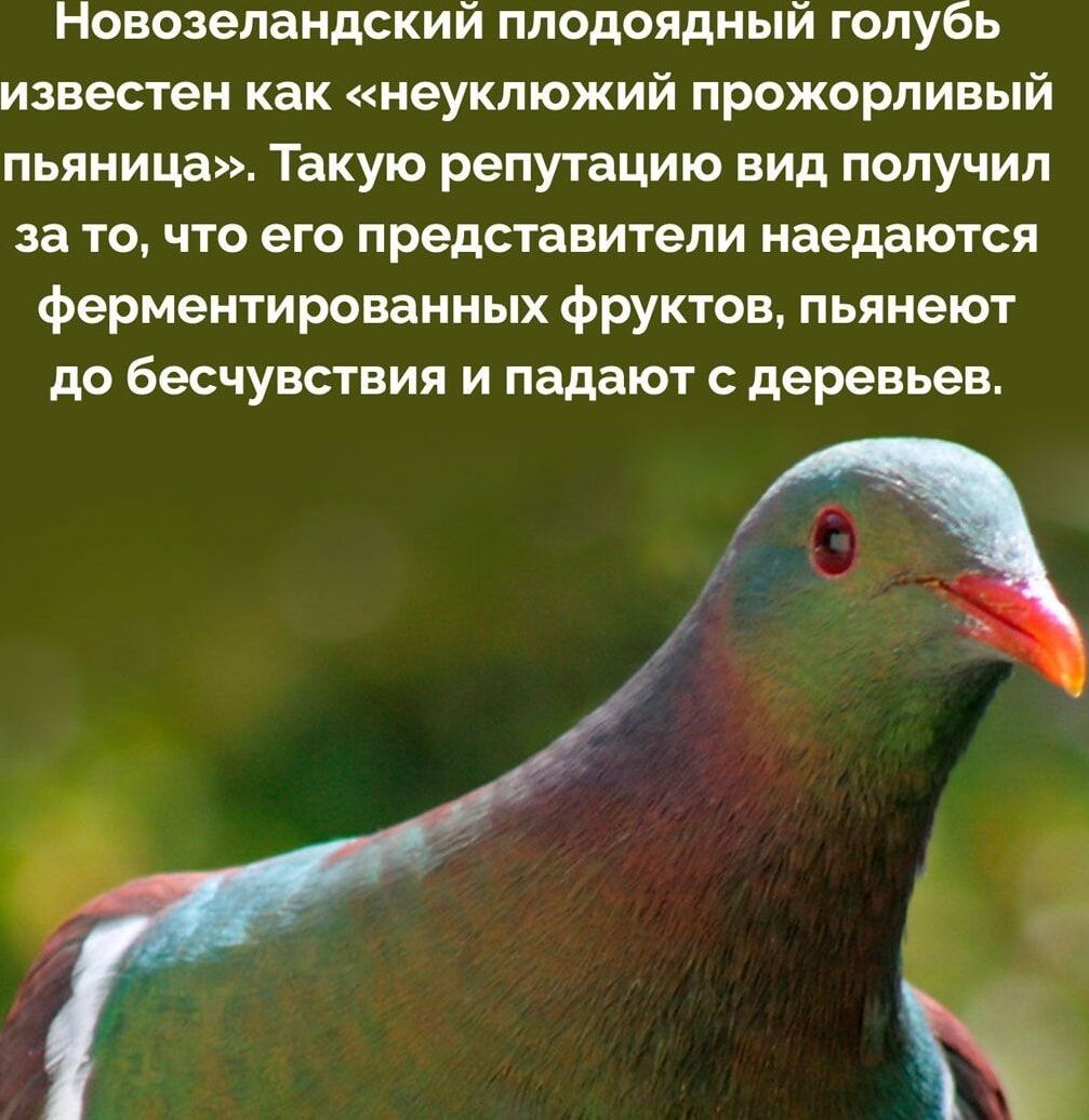 Новозеландский плодоядый голубь известен как «неуклюжий прожорливый пьяница». Такую репутацию вид получил за то, что его представители наедаются ферментированных фруктов, пьянеют до бесчувствия и падают с деревьев.